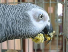 冷凍は好きくないも〜ん