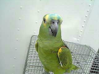 物怖じせず陽気でフレンドリ〜