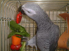 上の飾りより下の小松菜食べて!