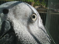 ケージの網で顔に線が・・・