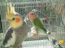 後ろに宝助が見えています