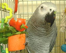 嘴に大根葉のかけらが・・・