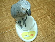 お利口ちゃんに体重計に乗る宝助