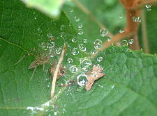 クモも小さいのは触れます