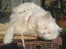 あぁ〜、ええあんばいや