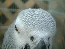 ホントはかわいいのに〜