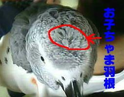 ちょっと分かりにくいかな?