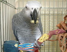 ししとうサイズの焼き芋
