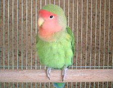 毎日紙切りに余念がありません