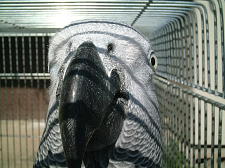 うろこがびっしり〜