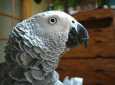 すんごいかわいいんやで〜♪