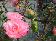 揺れると鳴きます