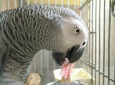 お金もかからず良いおもちゃ