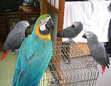 こんなにたくさんの鳥さんと一緒にいるだけで幸せ〜♪