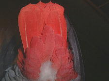 おちり画像ですみません