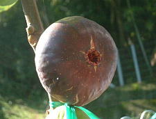 無農薬で安心〜♪