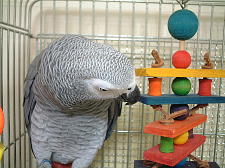 ん?こりは新しいおもちゃ?