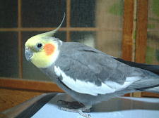 実は密かにみずきの事が好き