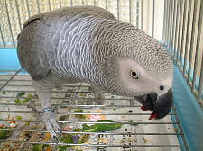 アメリカンチェリーなのにチリ産