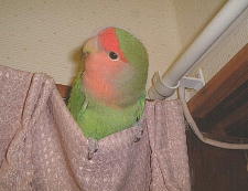 潜れて面白〜い