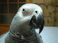 やっと撮れた1枚