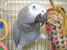 でも喜ぶのを見るとついつい買ってしまう