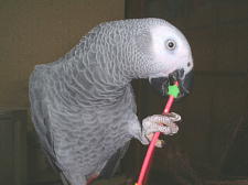 ��������Ŗ����ɂȂ��ėV�Ԙ`�����