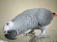 ���N�̓{�N�̔N�����ˁI