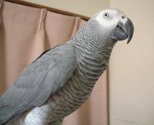 �d�C���������Ȃ̂ŃJ�������s���g�������₷��