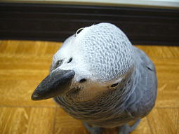 今年1年元気で過ごしてくれたことが何より嬉しいこと