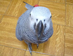 ���グ�Ă݂�