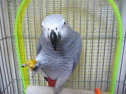 下の嘴が刺さったところの方が痛い