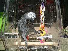 �L�����A�[�̒��͂ق��ق��`��