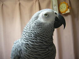 �����܂���