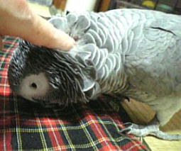 ���̉H���ڂӂڂӂɖc��܂��Ă܂�