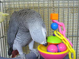 �{�[���������Ă���a�̏��ɂ�������Ă܂���