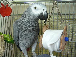 ���̓��ݏ���Ȃ����