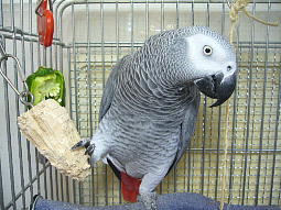 右側にぶら下がっているヒモはわずか30分で破壊完了したおもちゃのなれの果て