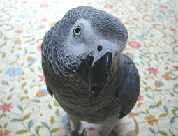 �����͍g���Ɠ��{���̃u�����h�𒸂��܂���