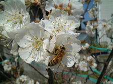 ���ɂ̓C�k�t�O���̉Ԃ��炢�Ă܂�