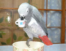 ヨウムの朝は1杯のコーヒーから始まる・・んな訳ないやん!