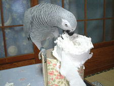 �����L�����p�ł��Ȃ����̂ł��傤��