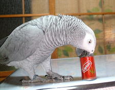 ���̊ʂ��~�����ă������e�B�[�����܂���