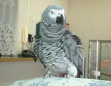 �����������Ƃ炶�낤�����A���ゲ���`�I