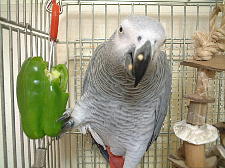 �s�[�}���̎�A���������悧�B