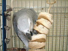 ���V�Ƃ��邭��̂�������͔j��ς�