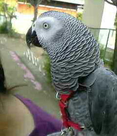 �݂邳��̌��̏��