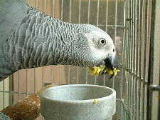 このあと止まり木でゴシゴシゴシ