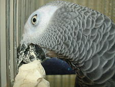 おしろい付けたみたい