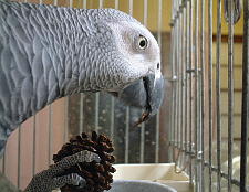 噛みごたえがあってグー!